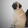 MOPS